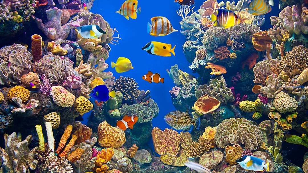 Underwater tunnel at Barcelona Aquarium with colorful fish and coral reefs.