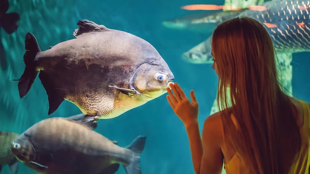 Child observing fish at Barcelona Aquarium.