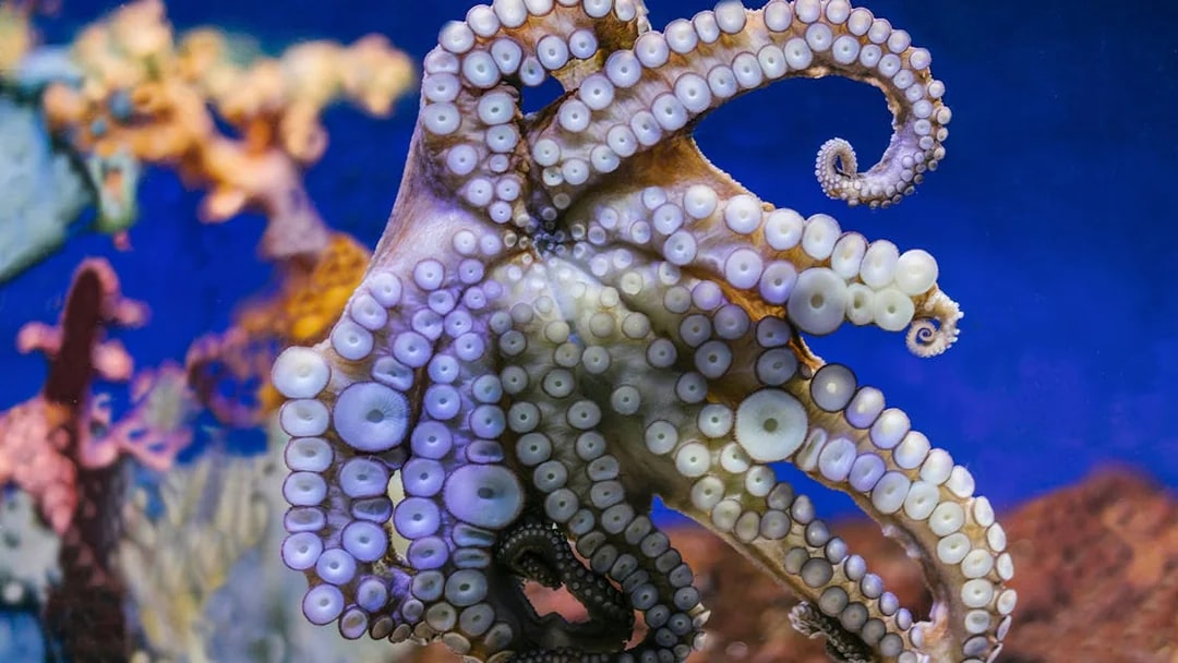 Octopus tentacles in Barcelona Aquarium exhibit.