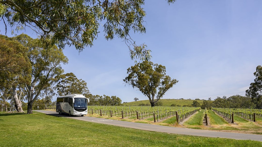 Tour bus driving through Barossa Valley vineyard, Australia.