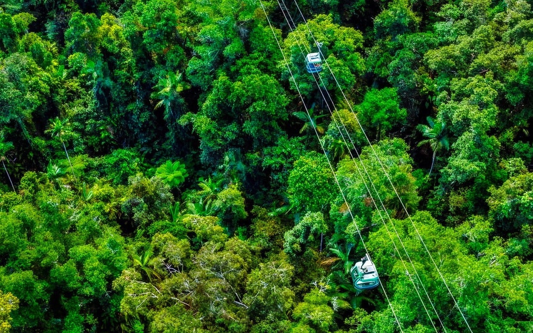 Barron Falls, Cattana Wetlands, & Skyrail Rainforest Cableway Tour Image 9