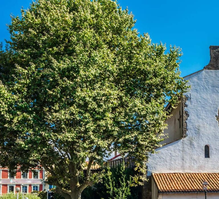 Hello Bayonne: Private 2-Hour City Walk with Local Guide
