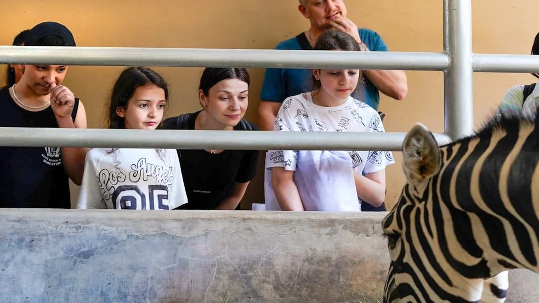 Guests watch a zebra eating during a guided tour at Bali Zoo.