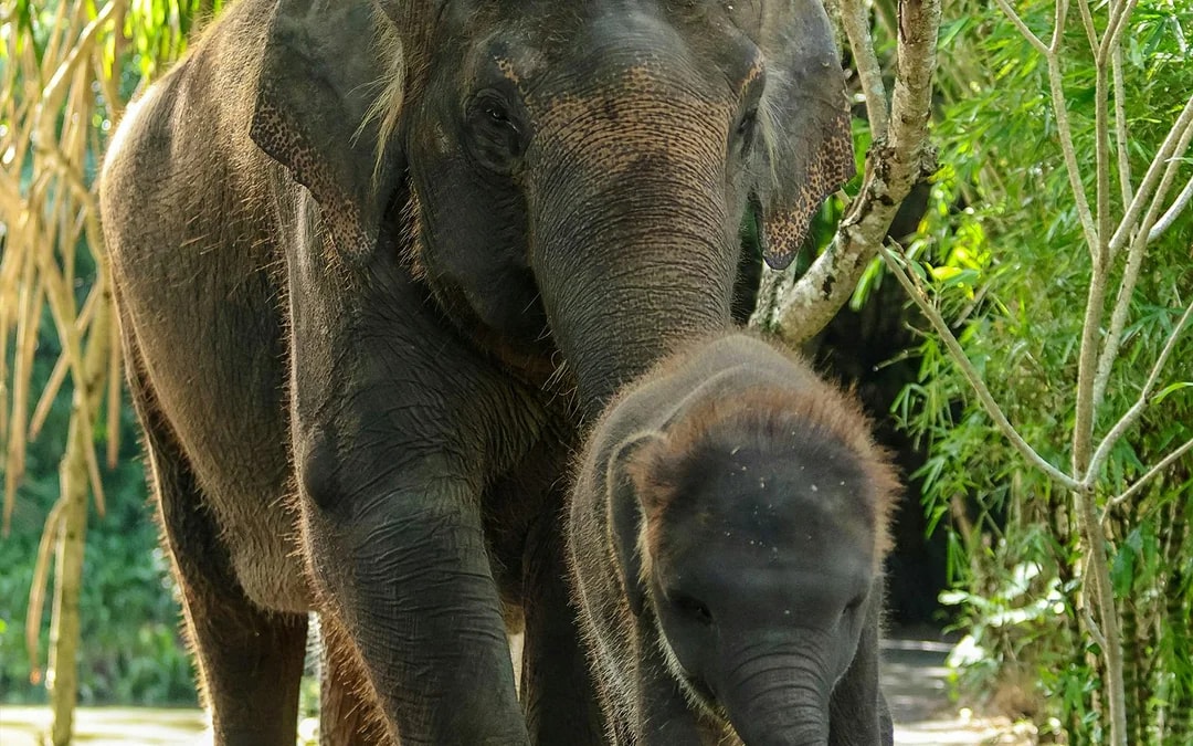  Behind Closed Doors at Bali Zoo Image 5