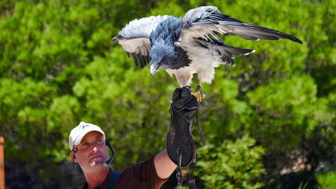 Falconer with bird of prey at Benalmadena Cable Car experience.