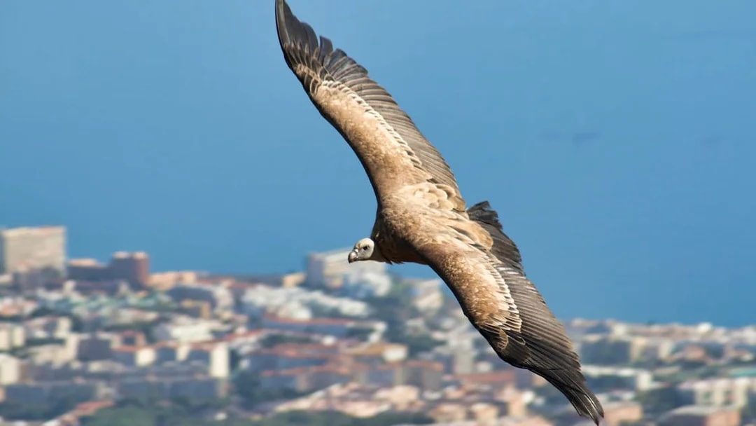 Vulture soaring over Benalmadena with cityscape and sea in the background.