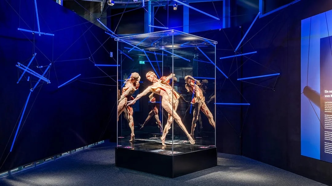 BODY WORLDS exhibit with anatomical figures in Berlin museum.