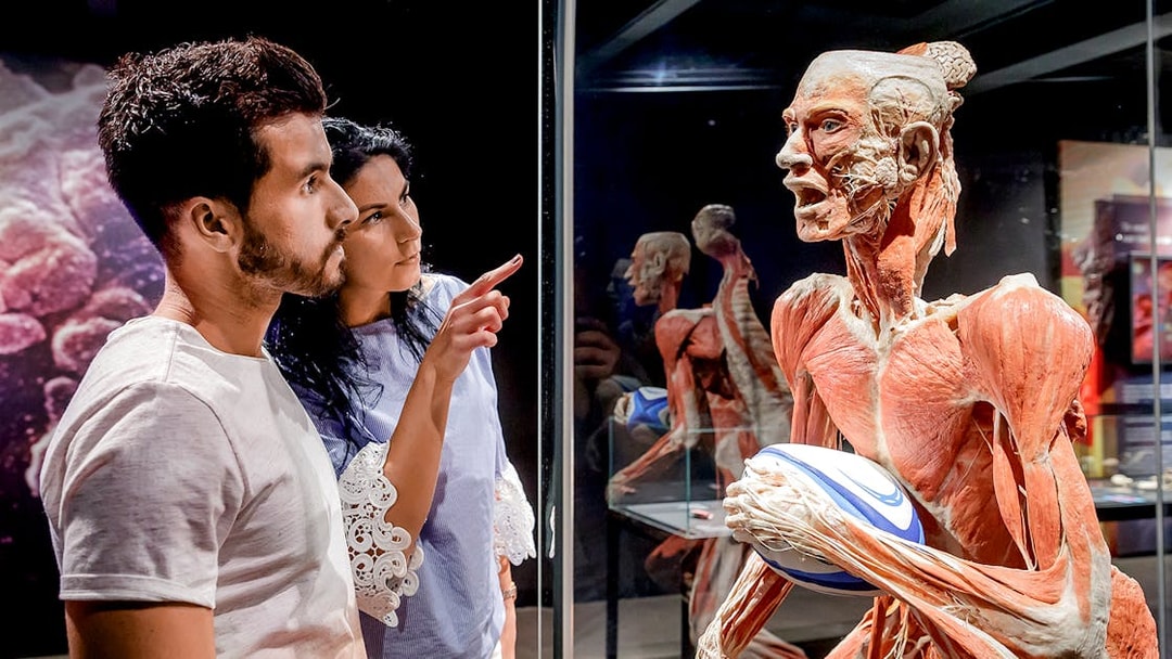 Visitors observing anatomical exhibit at Berlin BODY WORLDS Museum.
