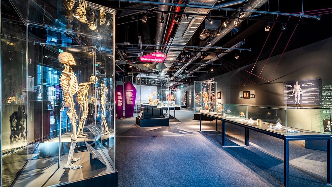 Exhibit of human skeletons and anatomical displays at Berlin BODY WORLDS Museum.