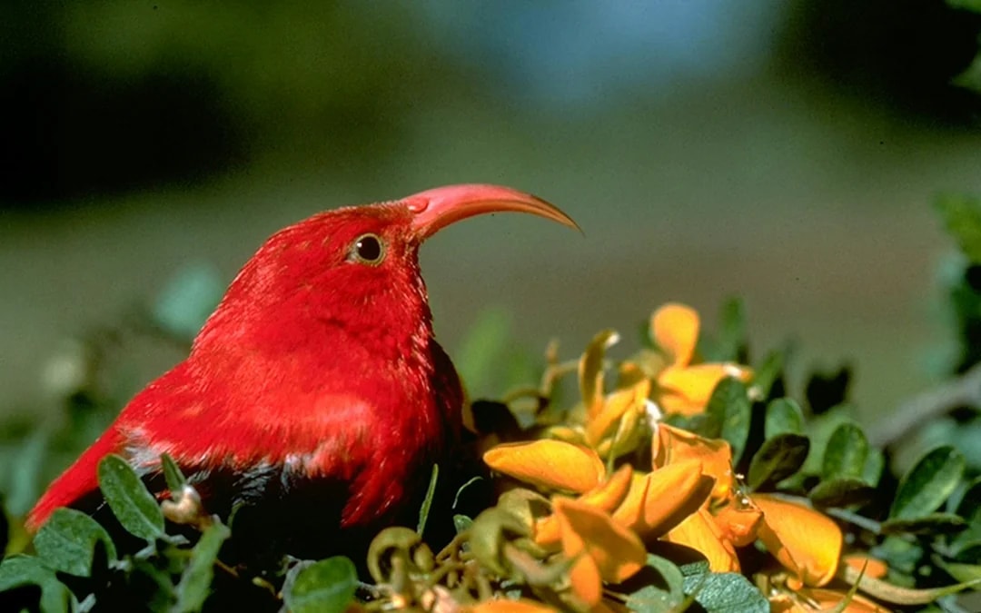 Big Island: Hakalau Forest Birdwatching Tour Image 6