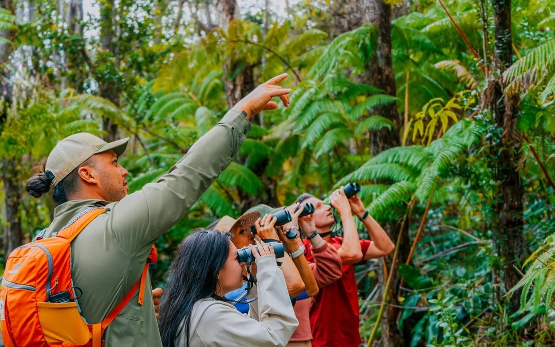 Big Island: Hakalau Forest Birdwatching Tour Image 8