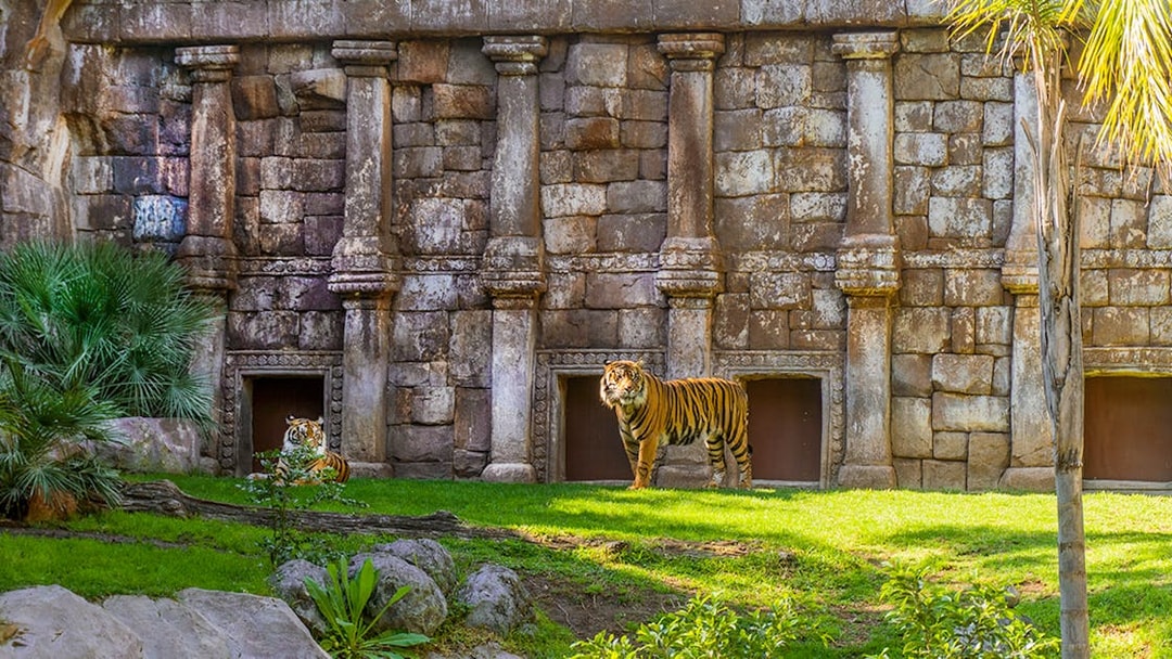 Siberian tiger in front of stone structure at Bioparc Fuengirola, Spain.