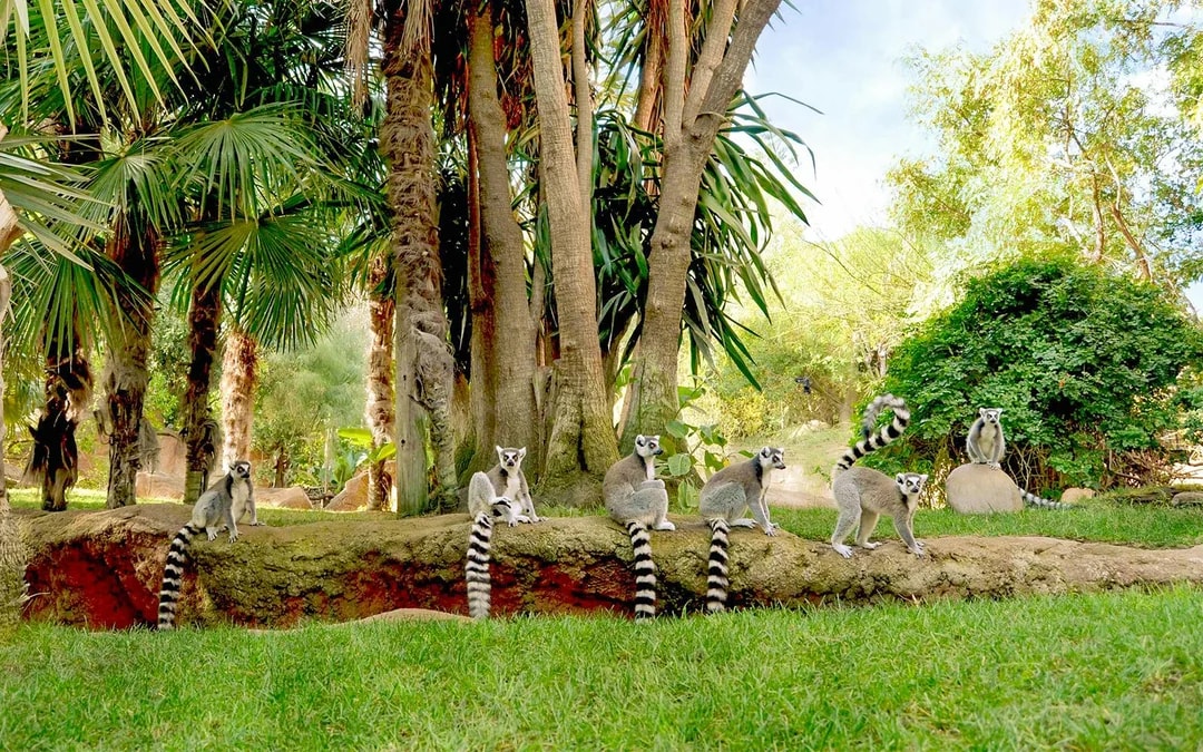 Bioparc Fuengirola Tickets Image 6