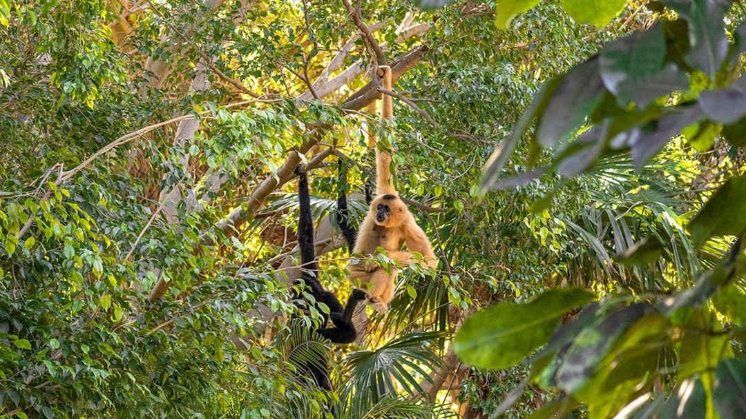 Baboon swinging in lush greenery at Bioparc Fuengirola.