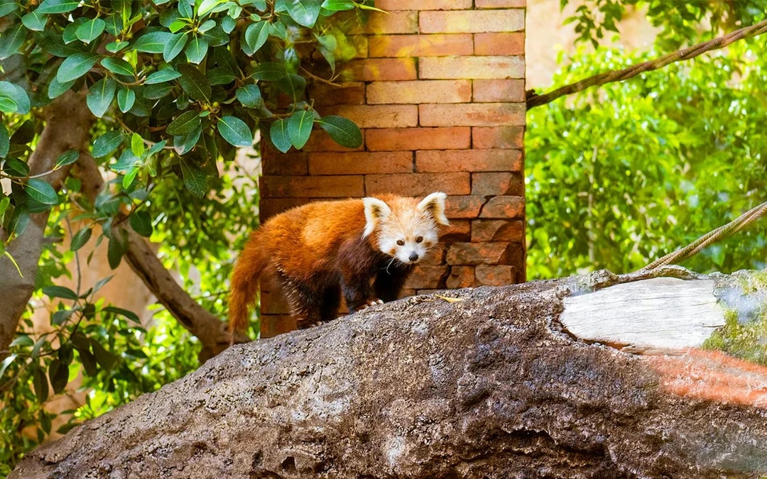 Bioparc Fuengirola Tickets Image 7