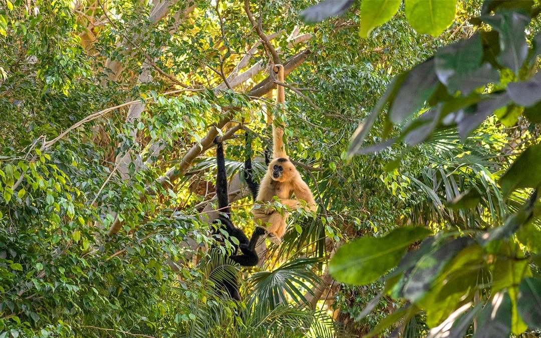 Bioparc Fuengirola Tickets Image 8