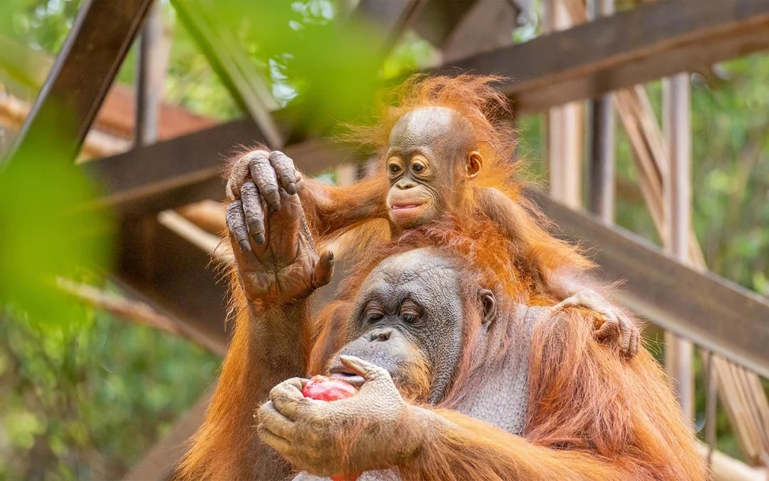 Bioparc Fuengirola Tickets Image 1