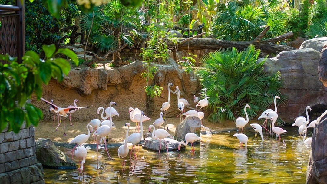 Flamingos wading in a pond at Bioparc Fuengirola, surrounded by lush greenery.