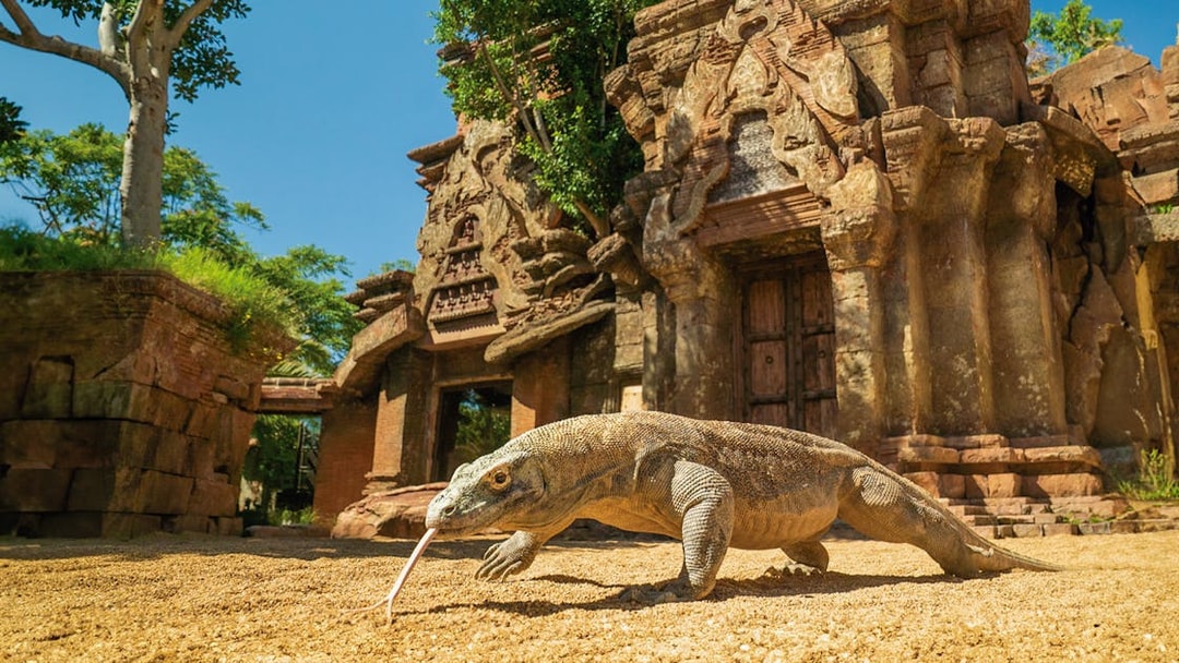 Komodo dragon at Bioparc Fuengirola in front of ancient temple structure.