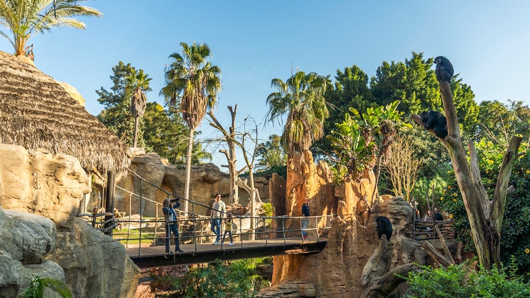Visitors on a wooden bridge at Bioparc Fuengirola, Spain, surrounded by lush greenery and primates.