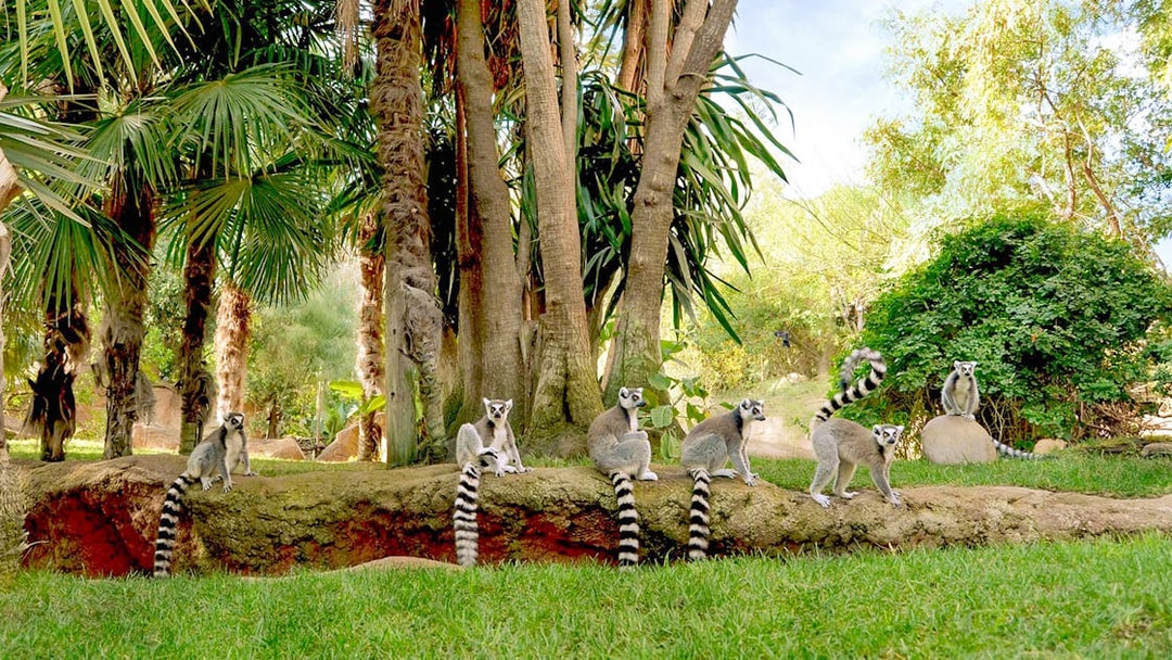 Lemurs in a lush habitat at Bioparc Fuengirola, Spain.