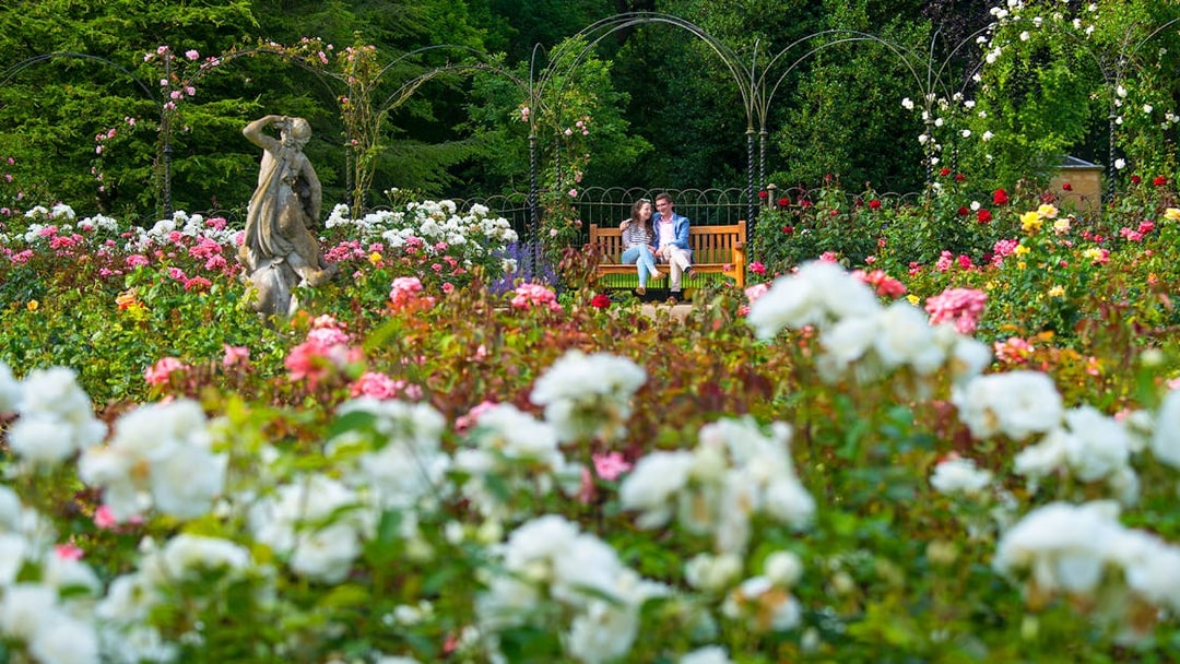 Visitors sitting on a bench in a formal garden surrounded by blooming roses and a statue.
