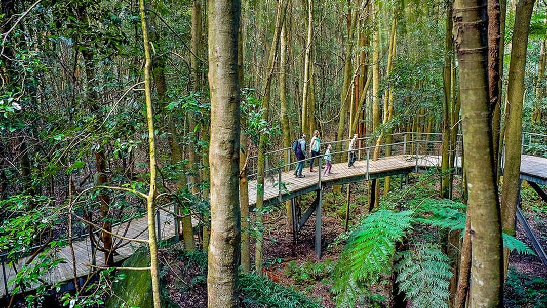 Walkway through lush forest in the Blue Mountains with people exploring.
