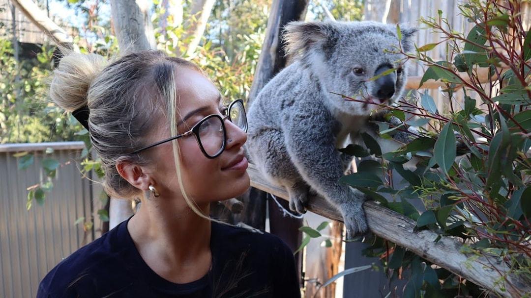 Person observing a koala eating leaves in the Blue Mountains.