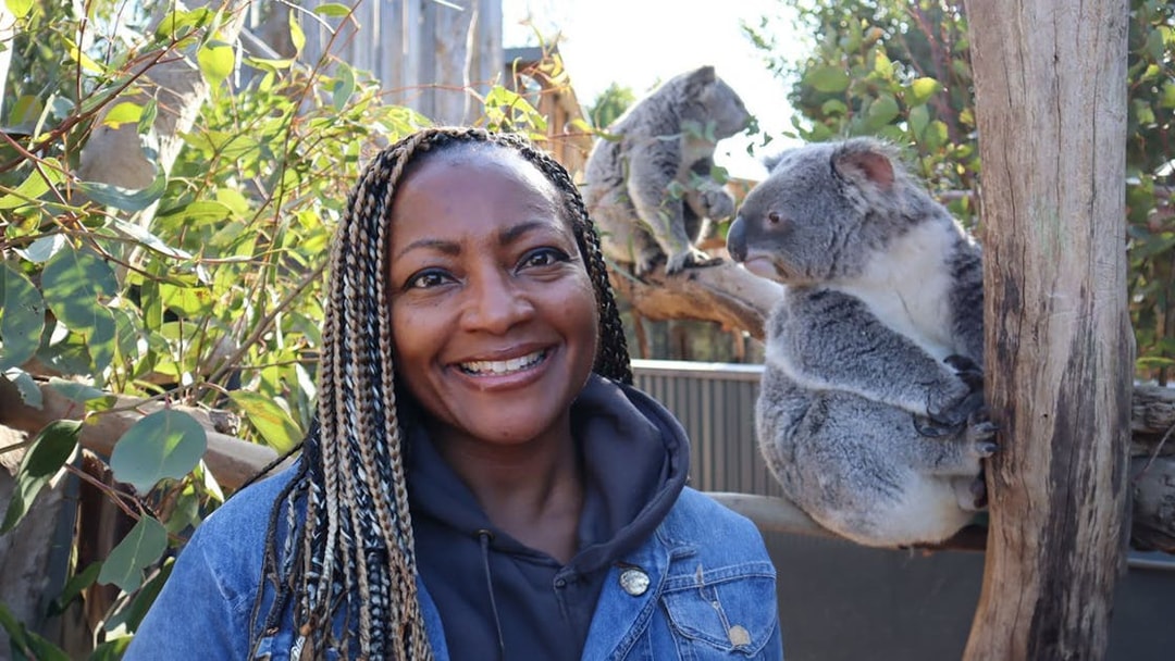 Person smiling with koalas in a eucalyptus setting, Blue Mountains tour.