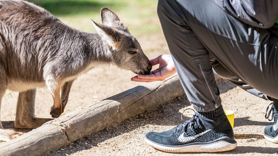 Kangaroo feeding from a visitor's hand at Featherdale Wildlife Park.