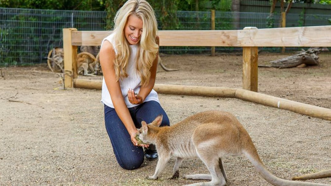 Person feeding a kangaroo at a wildlife park on Blue Mountains day tour.