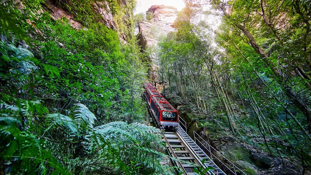 Train traveling through lush forest in Blue Mountains tour.