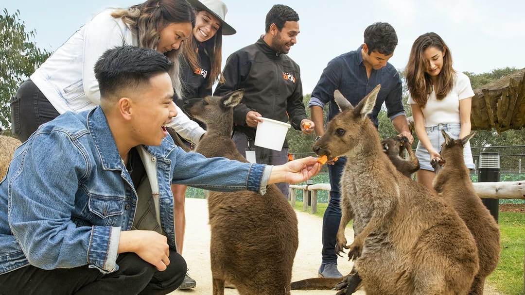 Visitors feeding kangaroos at a zoo near Blue Mountains, Australia.