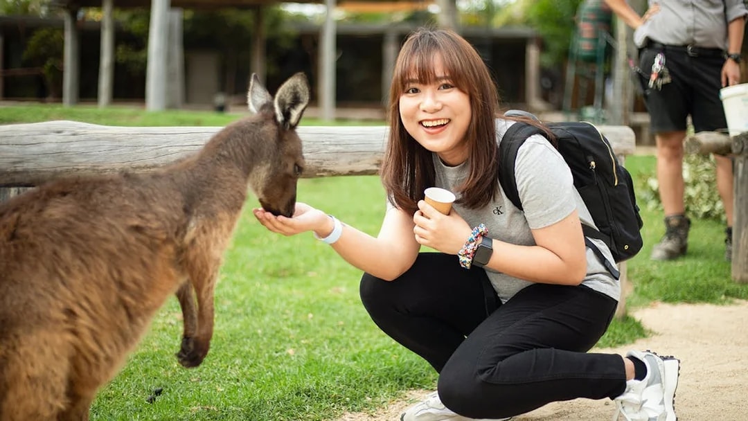 Woman feeding a kangaroo by hand at Sydney Zoo.