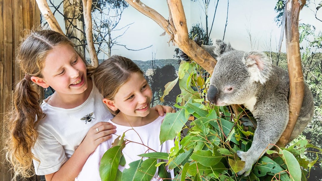 Children observing a koala at Sydney Zoo during the Blue Mountains tour.
