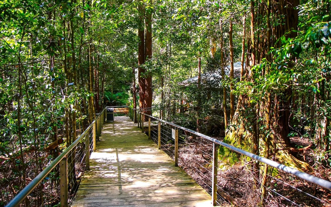 Walkway through lush forest at Scenic World, Blue Mountains.