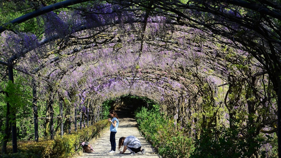 Visitors walking under wisteria-covered archway in Bardini Gardens, Florence.