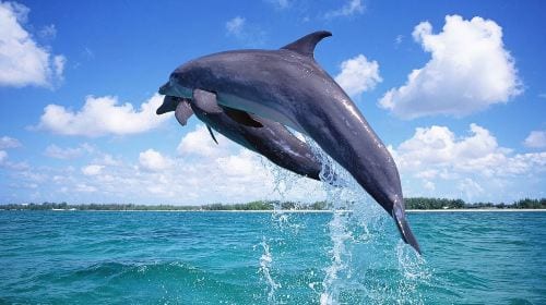 Dolphin Watching + Pamilacan Island Snorkeling Day Tour in Bohol Island, Philippines|round-trip transfer|Independent vehicles and boats Day Tours