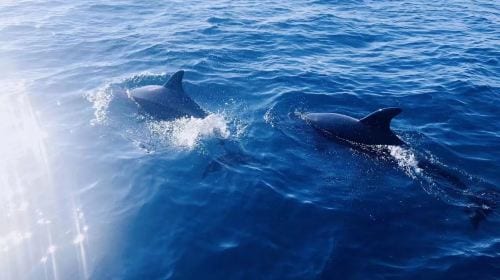 Dolphin Watching + Pamilacan Island Snorkeling Day Tour in Bohol Island, Philippines|round-trip transfer|Independent vehicles and boats Day Tours