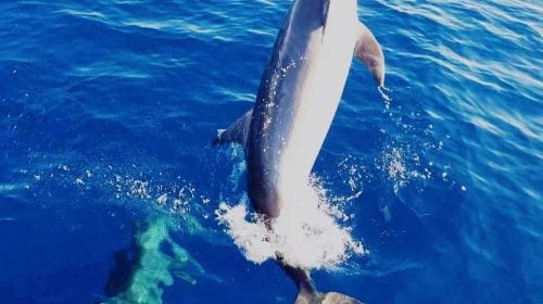 Dolphin Watching + Pamilacan Island Snorkeling Day Tour in Bohol Island, Philippines|round-trip transfer|Independent vehicles and boats Day Tours