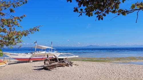 Dolphin Watching + Pamilacan Island Snorkeling Day Tour in Bohol Island, Philippines|round-trip transfer|Independent vehicles and boats Day Tours
