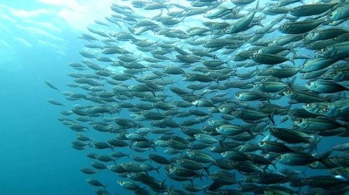 Dolphin Watching + Pamilacan Island Snorkeling Day Tour in Bohol Island, Philippines|round-trip transfer|Independent vehicles and boats Day Tours