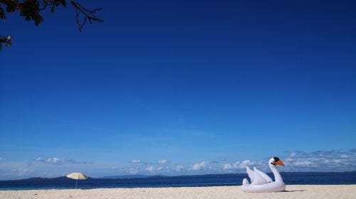 Dolphin Watching + Pamilacan Island Snorkeling Day Tour in Bohol Island, Philippines|round-trip transfer|Independent vehicles and boats Day Tours
