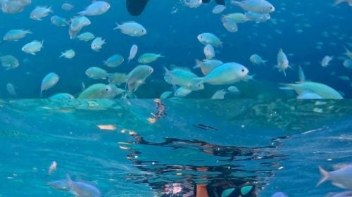 Bohol island hopping dolphin watching + Balicasag Island snorkeling + sardine run snorkeling|round-trip transfer Day Tours