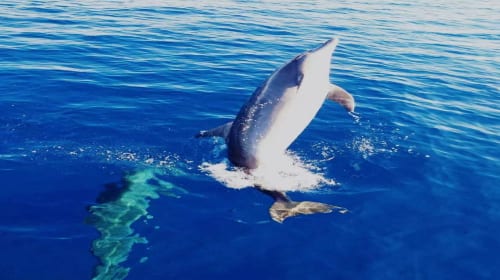 Bohol island hopping dolphin watching + Balicasag Island snorkeling + sardine run snorkeling|round-trip transfer Day Tours