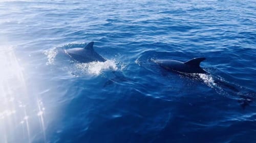 Bohol island hopping dolphin watching + Balicasag Island snorkeling + sardine run snorkeling|round-trip transfer Day Tours