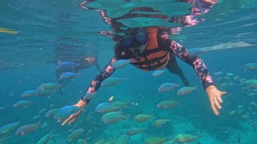 Bohol island hopping dolphin watching + Balicasag Island snorkeling + sardine run snorkeling|round-trip transfer Day Tours