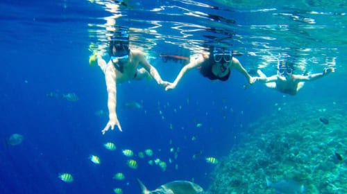 Bohol island hopping dolphin watching + Balicasag Island snorkeling + sardine run snorkeling|round-trip transfer Day Tours