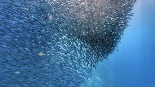 Bohol island hopping dolphin watching + Balicasag Island snorkeling + sardine run snorkeling|round-trip transfer Day Tours