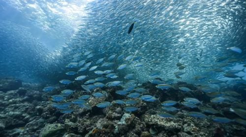 Bohol island hopping dolphin watching + Balicasag Island snorkeling + sardine run snorkeling|round-trip transfer Day Tours